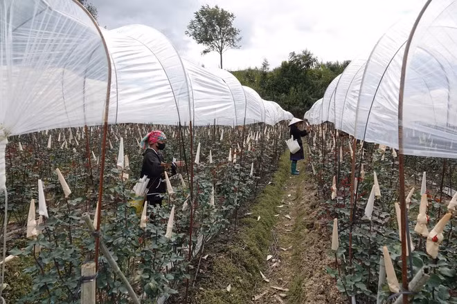 La culture des roses aide les habitants de Mù Cang Chai à échapper durablement à la pauvreté ; la Finlande accorde toujours la priorité à l’aide non remboursable au Vietnam dans les domaines de l’approvisionnement en eau, de la réduction de la pauvreté et du changement climatique. Photo: VNA