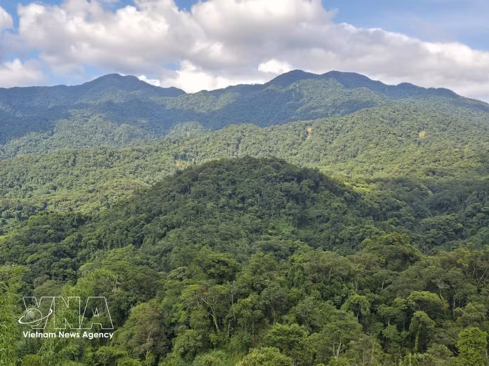 Les forêts de la commune de Dak Pek (province de Quang Ngai) sont activement préservées et protégées par des individus et des communautés locales. Photo : VNA.