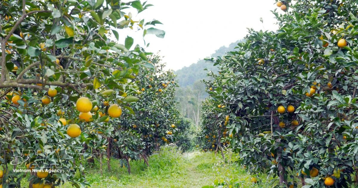 Le Nouvel An lunaire (Têt) 2026 approche, marquant le début de la principale saison de récolte des oranges de Thuong Loc. Photo: VNA.
