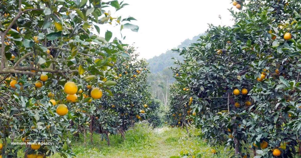 Le Nouvel An lunaire (Têt) 2026 approche, marquant le début de la principale saison de récolte des oranges de Thuong Loc. Photo: VNA.