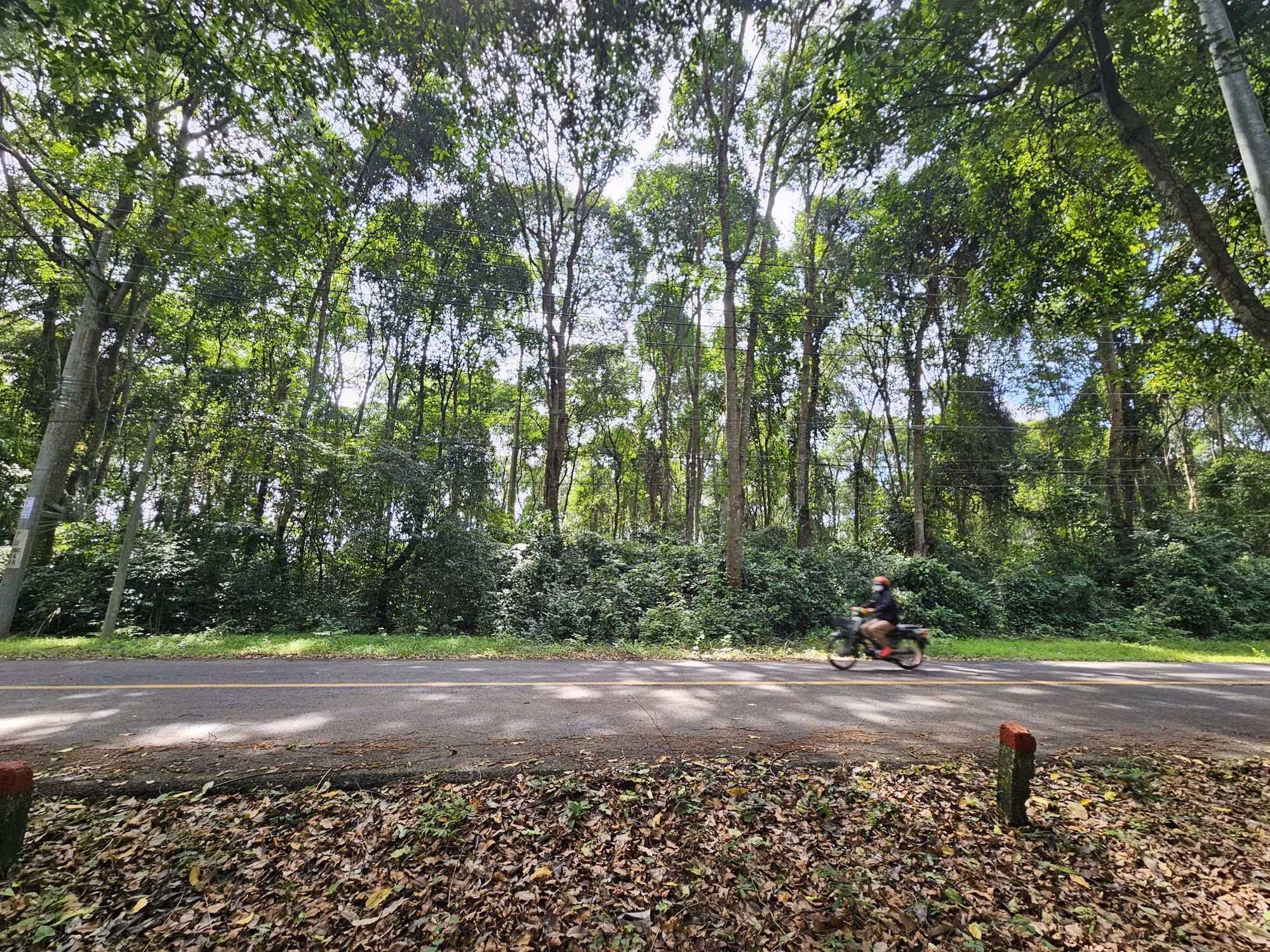 La canopée protège du soleil une partie de la route Xuan Son-Da Bac.
