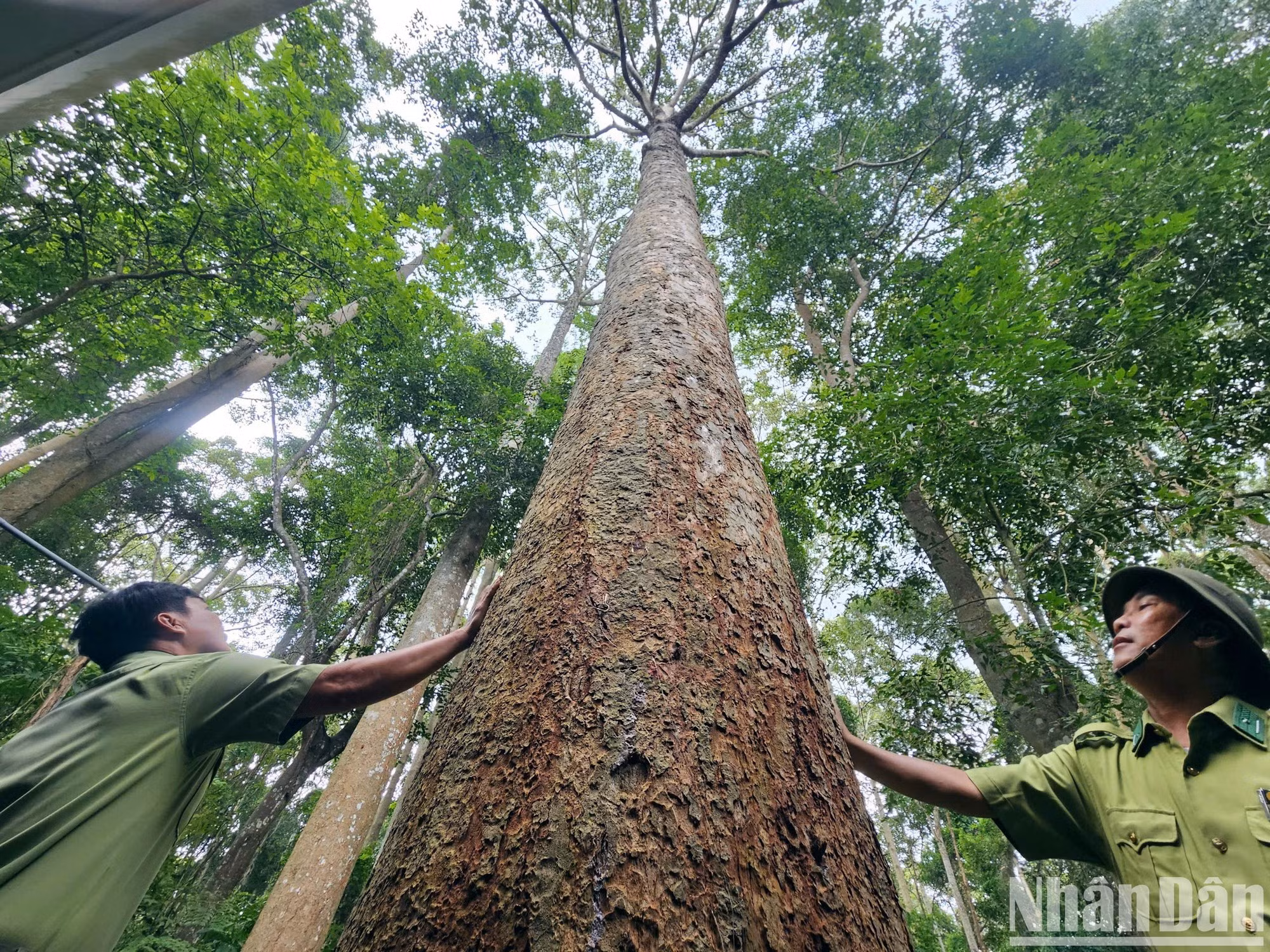 De majestueux diptérocarpes s’élèvent dans la forêt de Xuan Son.