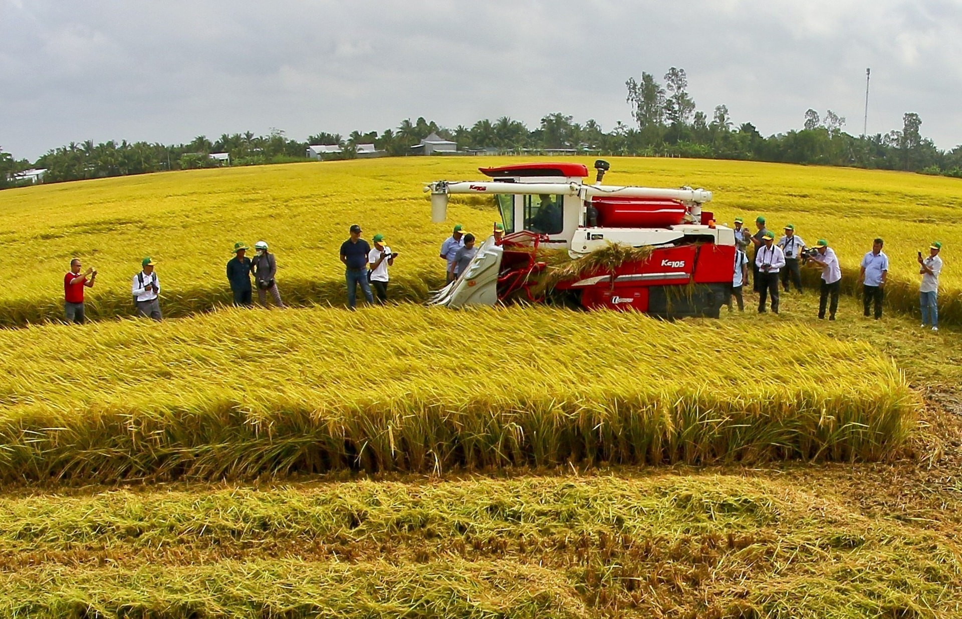 Au cours des 80 dernières années, le Vietnam, pays à l&apos;agriculture arriérée et souffrant d&apos;insuffisance alimentaire, est devenu aujourd&apos;hui l&apos;un des principaux exportateurs agricoles mondiaux. Photo : VNA