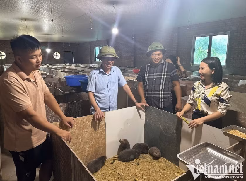 Truong A Si présente son élevage de rats bambous aux responsables de la commune. (Photo : My Dung)