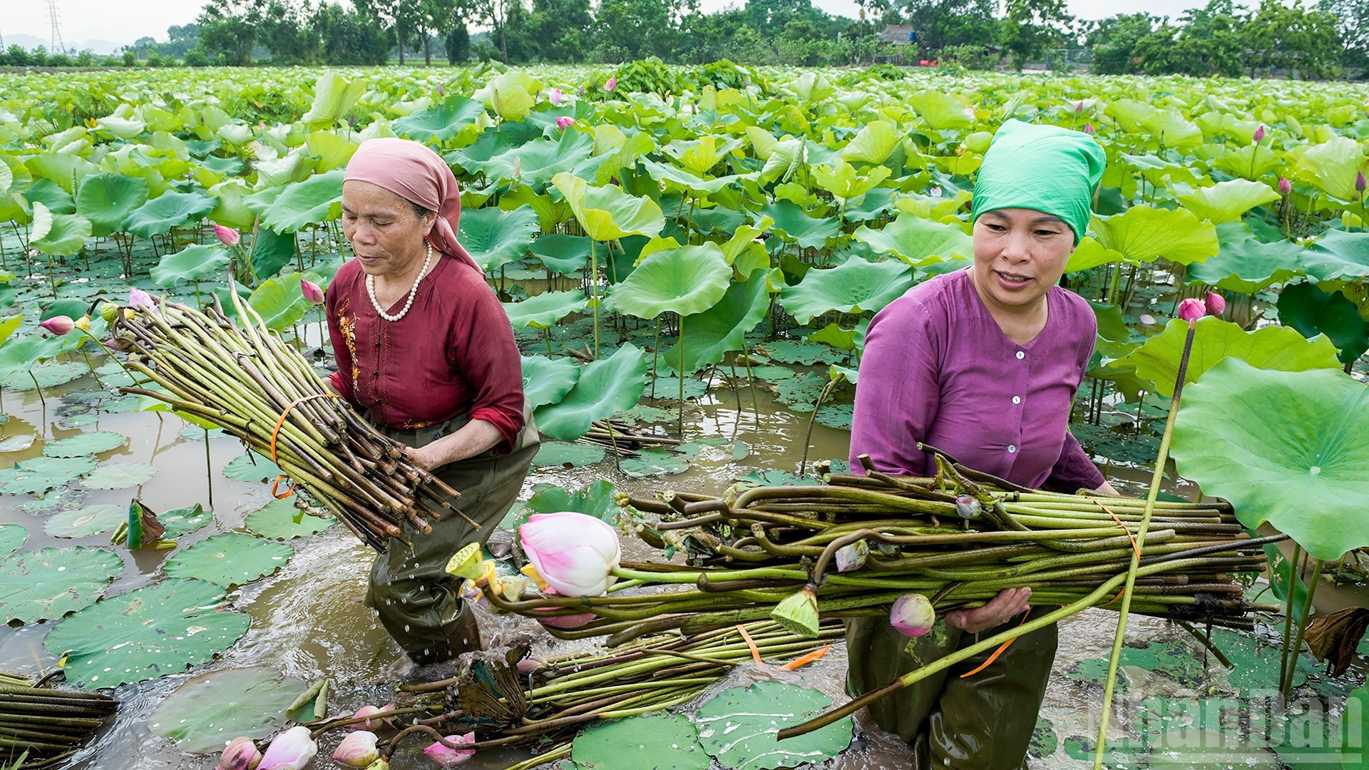 Les champs de lotus, matière première du fil de lotus, ont contribué à améliorer la rentabilité agricole des paysans.