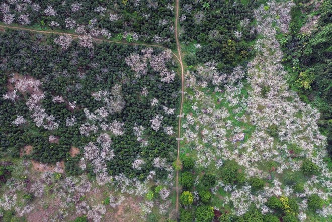 Dès l’aube, le quartier de Chieng Coi se pare d’un voile de blancheur pure qui enveloppe les collines. Photo : VNA