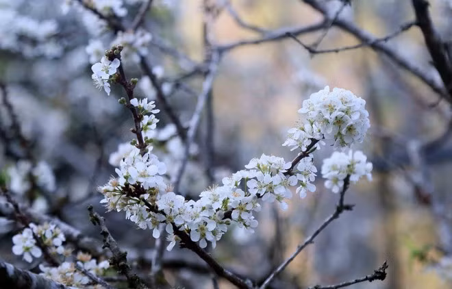 Les fleurs de prunier de Son La séduisent par sa beauté pure et sereine, offrant une parenthèse poétique inoubliable aux visiteurs. Photo : VNA