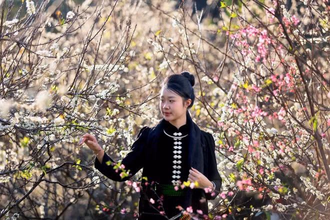 Au-delà du paysage, la saison des fleurs permet de découvrir le quotidien de l'ethnie Thai, où les foulards traditionnels "piêu" se détachent joliment sur le blanc des pruniers bordant les maisons sur pilotis. Photo : VNA