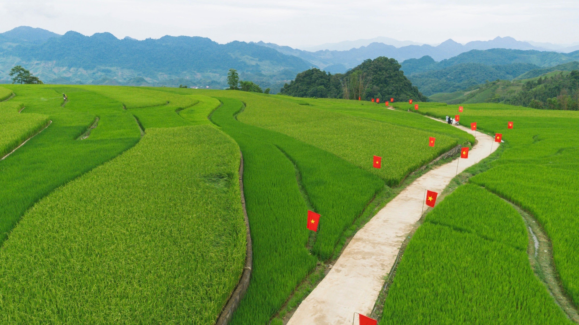 La route bordée de drapeaux vietnamiens serpentant sur plus d’un kilomètre au milieu des rizières en terrasses du village de Suoi Lin. 2.jpg