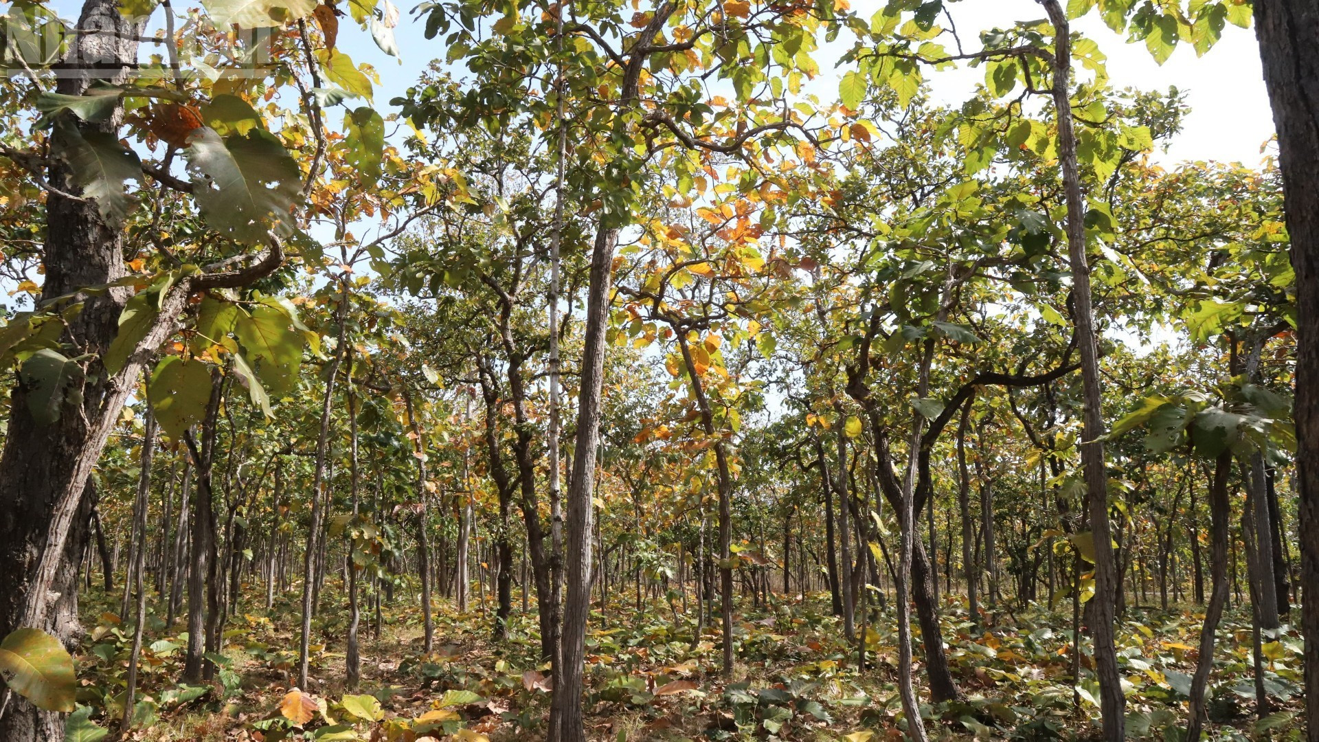 Le parc national de Yok Don qui s’étend sur plus de 115 500 hectares abrite l’unique écosystème de forêt sèche à feuilles caduques du Vietnam.