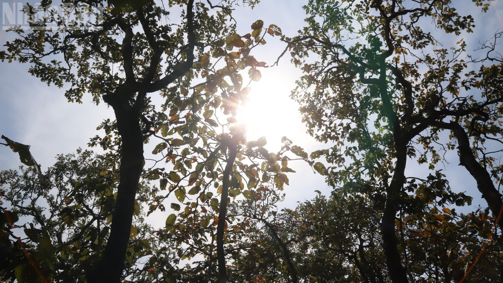 Les feuilles commencent à virer de couleur, annonçant l'arrivée de la saison sèche.