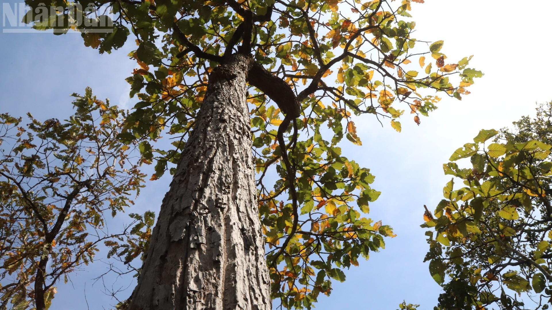 Certaines zones de la forêt abritent des arbres centenaires.