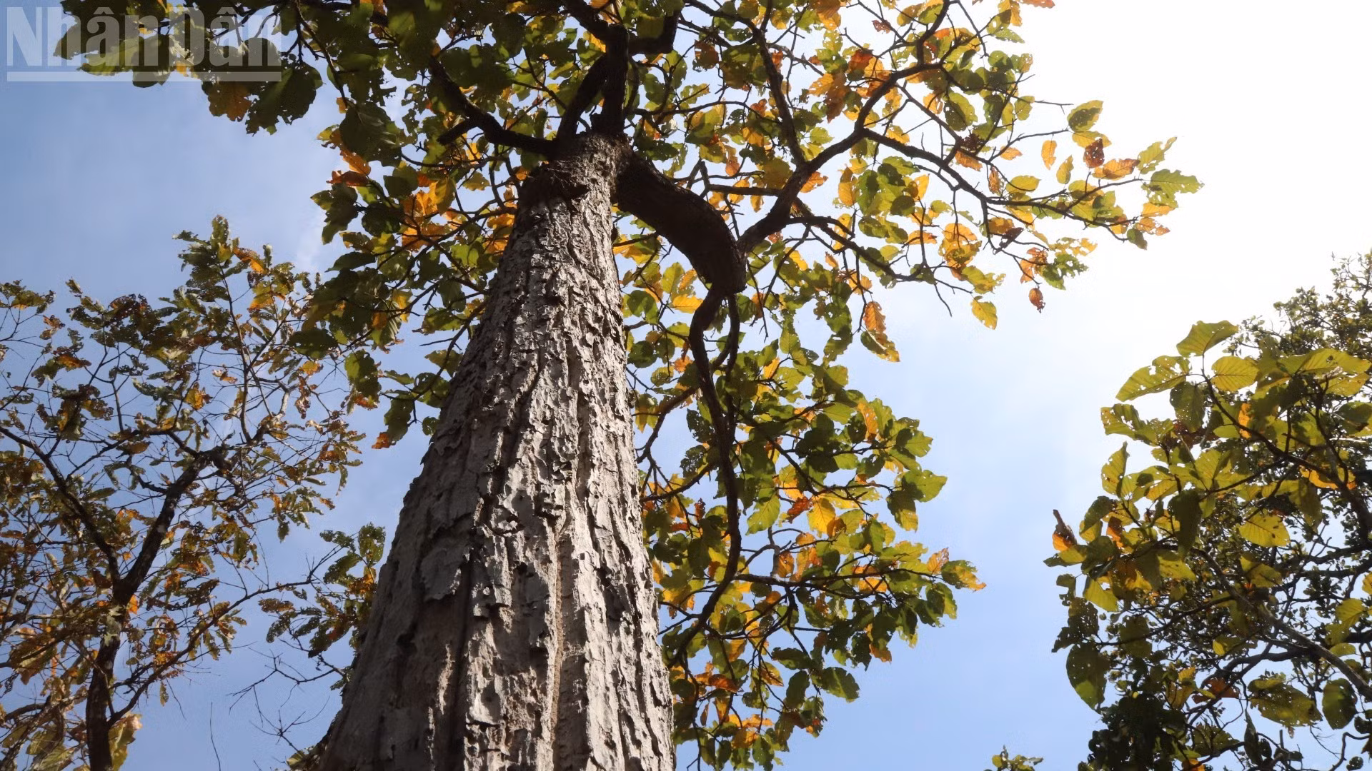 Certaines zones de la forêt abritent des arbres centenaires.