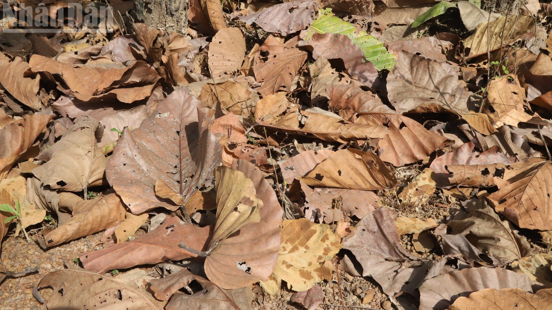 Après leur chute, les feuilles mortes forment une couche épaisse, augmentant fortement le risque d’incendie en saison chaude.