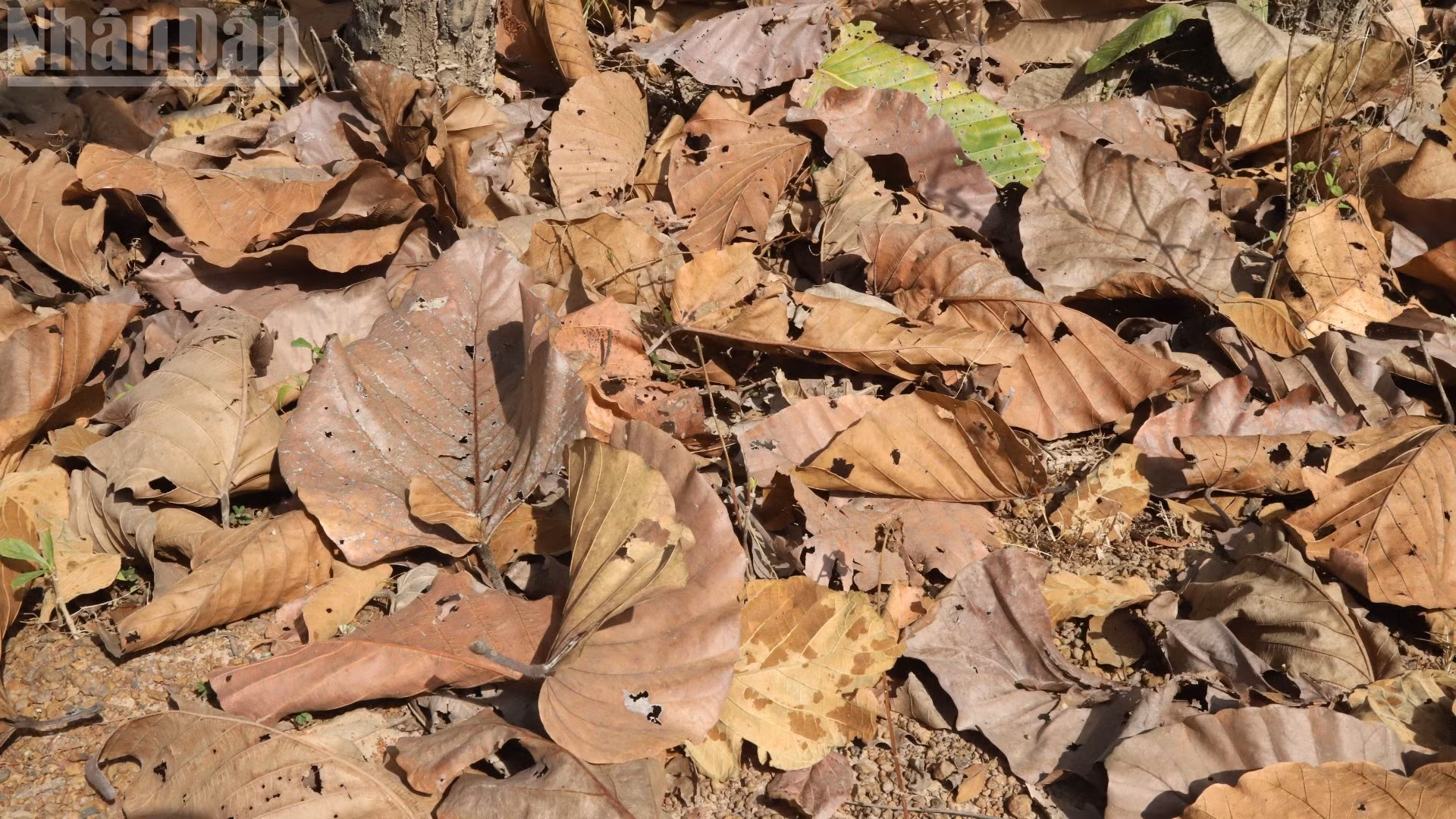 Après leur chute, les feuilles mortes forment une couche épaisse, augmentant fortement le risque d’incendie en saison chaude.