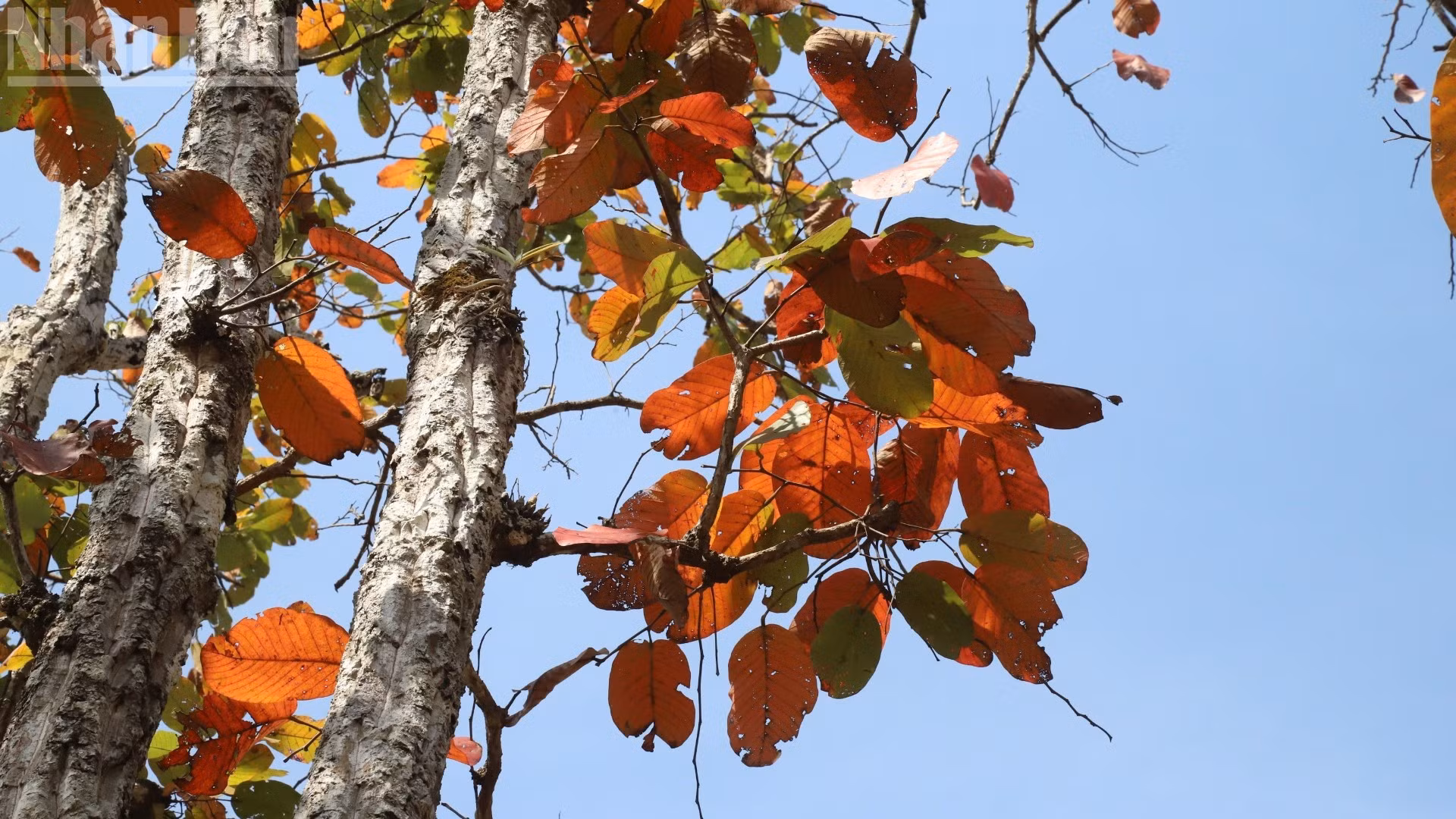 Pénétrer dans la forêt à cette période donne l’impression de traverser un paysage d’Europe.