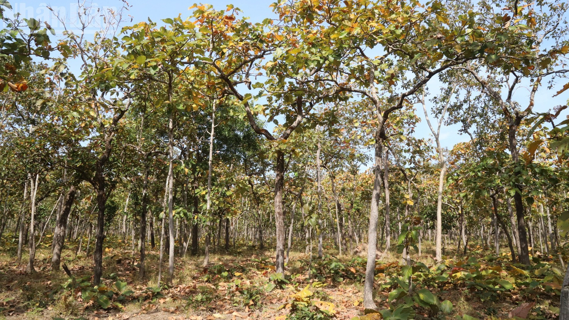 Forêt dominée par les arbres de la famille des Dipterocarpaceae.