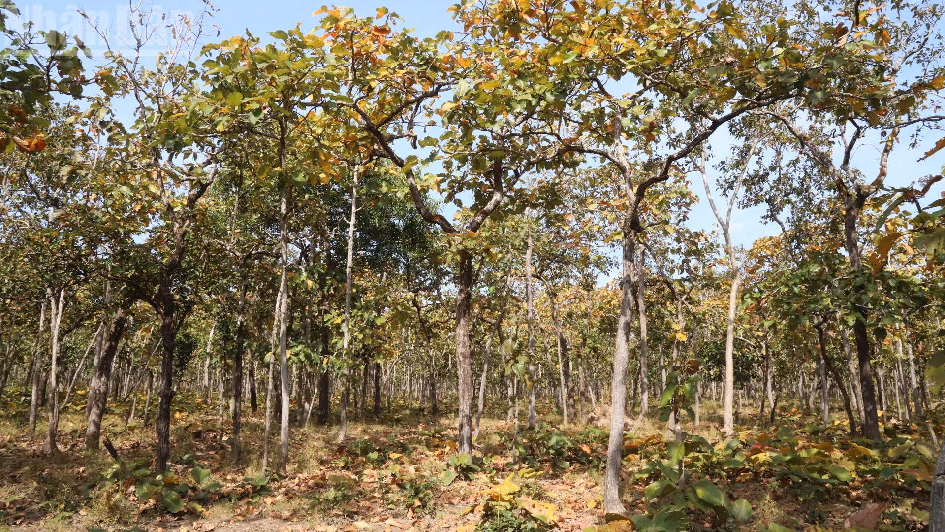 Forêt dominée par les arbres de la famille des Dipterocarpaceae.