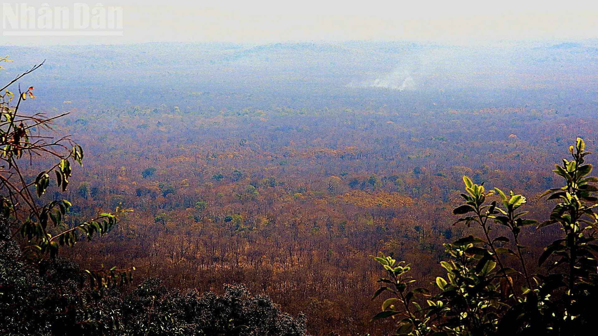 La forêt de khop en saison de changement de feuilles.