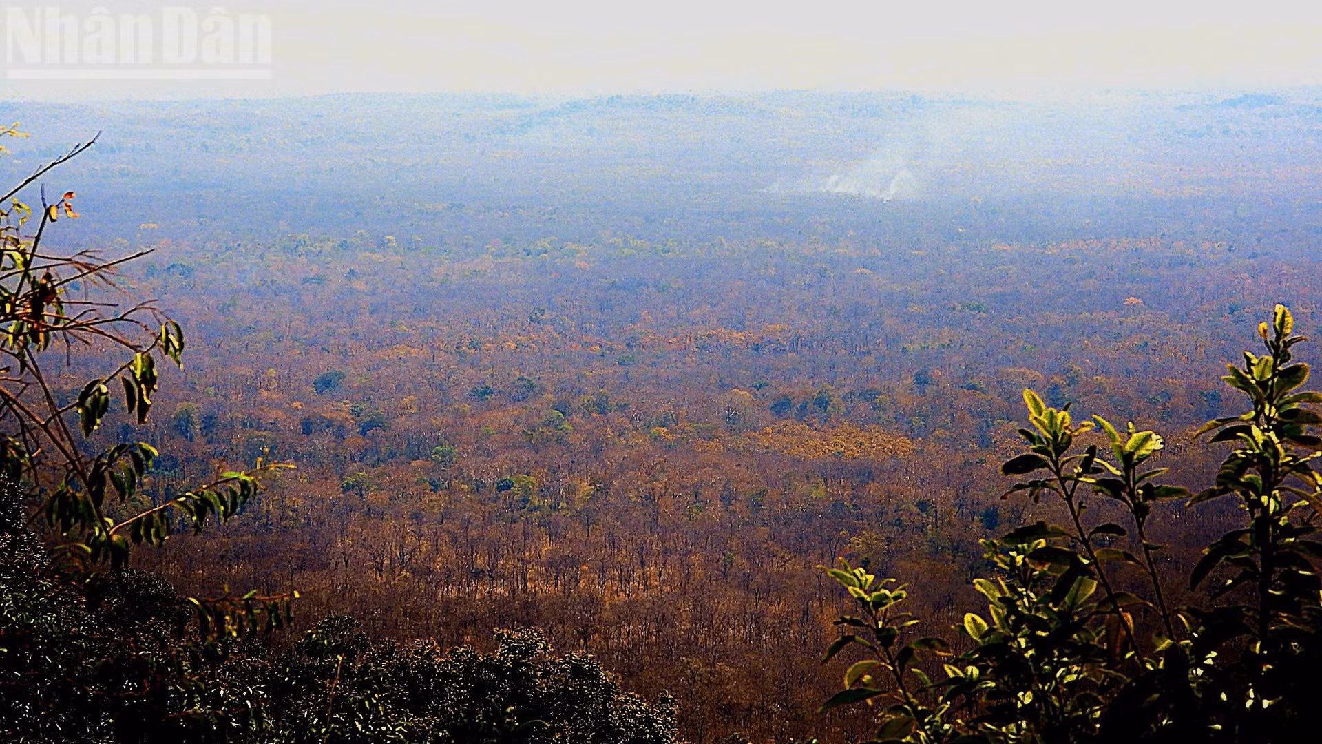 La forêt de khop en saison de changement de feuilles.