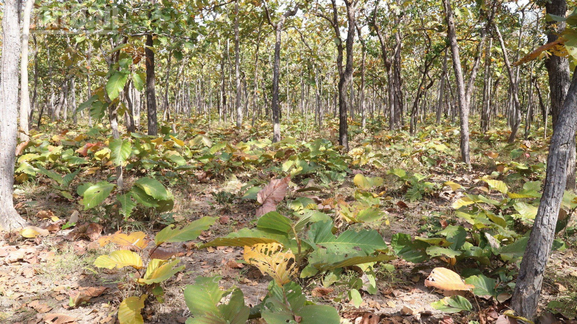 L’écosystème de la forêt de khop se compose de deux strates : une couche arborée haute et une couche de sous-bois.