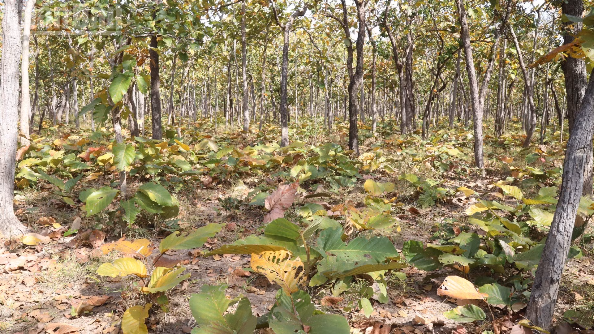 L’écosystème de la forêt de khop se compose de deux strates : une couche arborée haute et une couche de sous-bois.