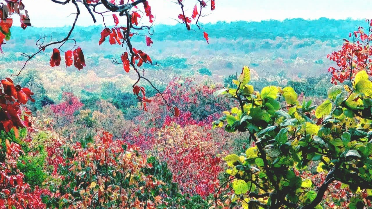 La forêt de khop en saison de changement de feuilles.