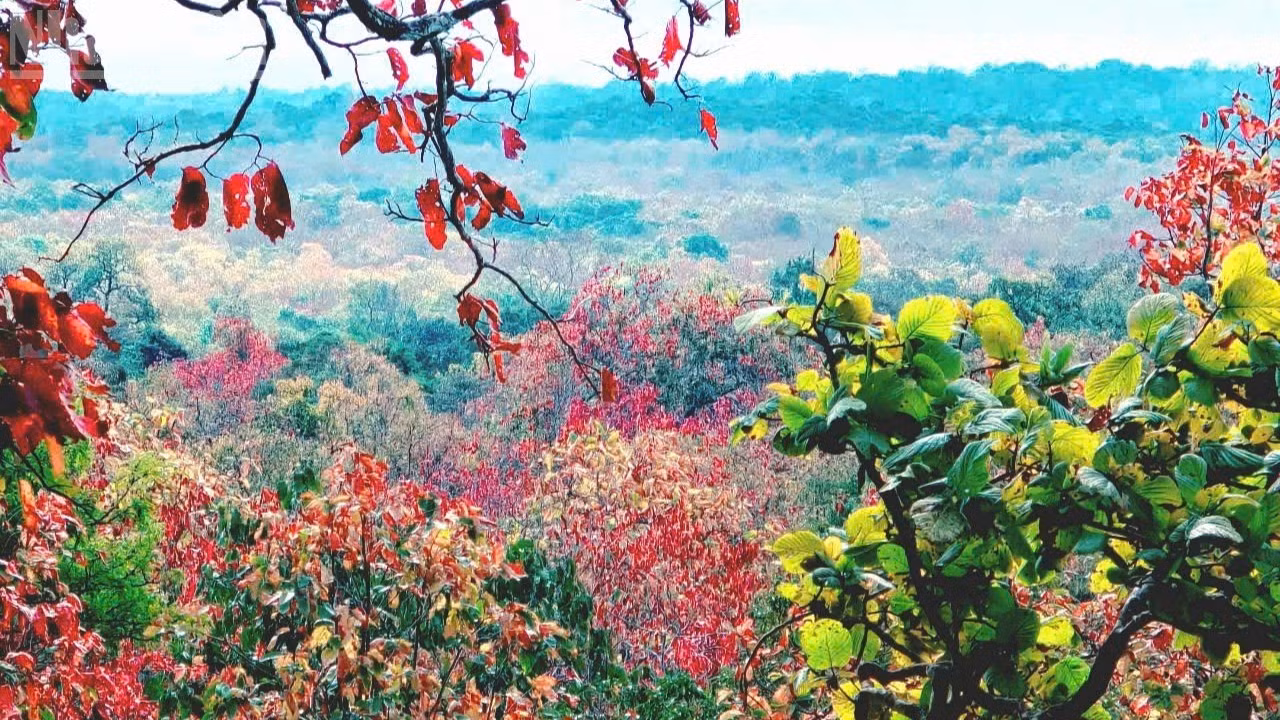 La forêt de khop en saison de changement de feuilles.