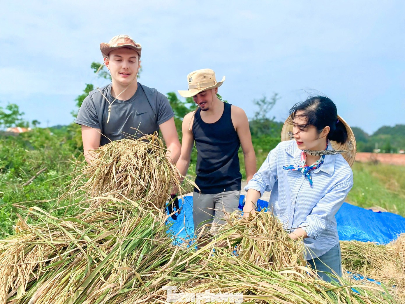 Dans les champs dorés du hameau de Hai Tien, les deux voyageurs ont été initiés, faucille en main, à la coupe manuelle du riz