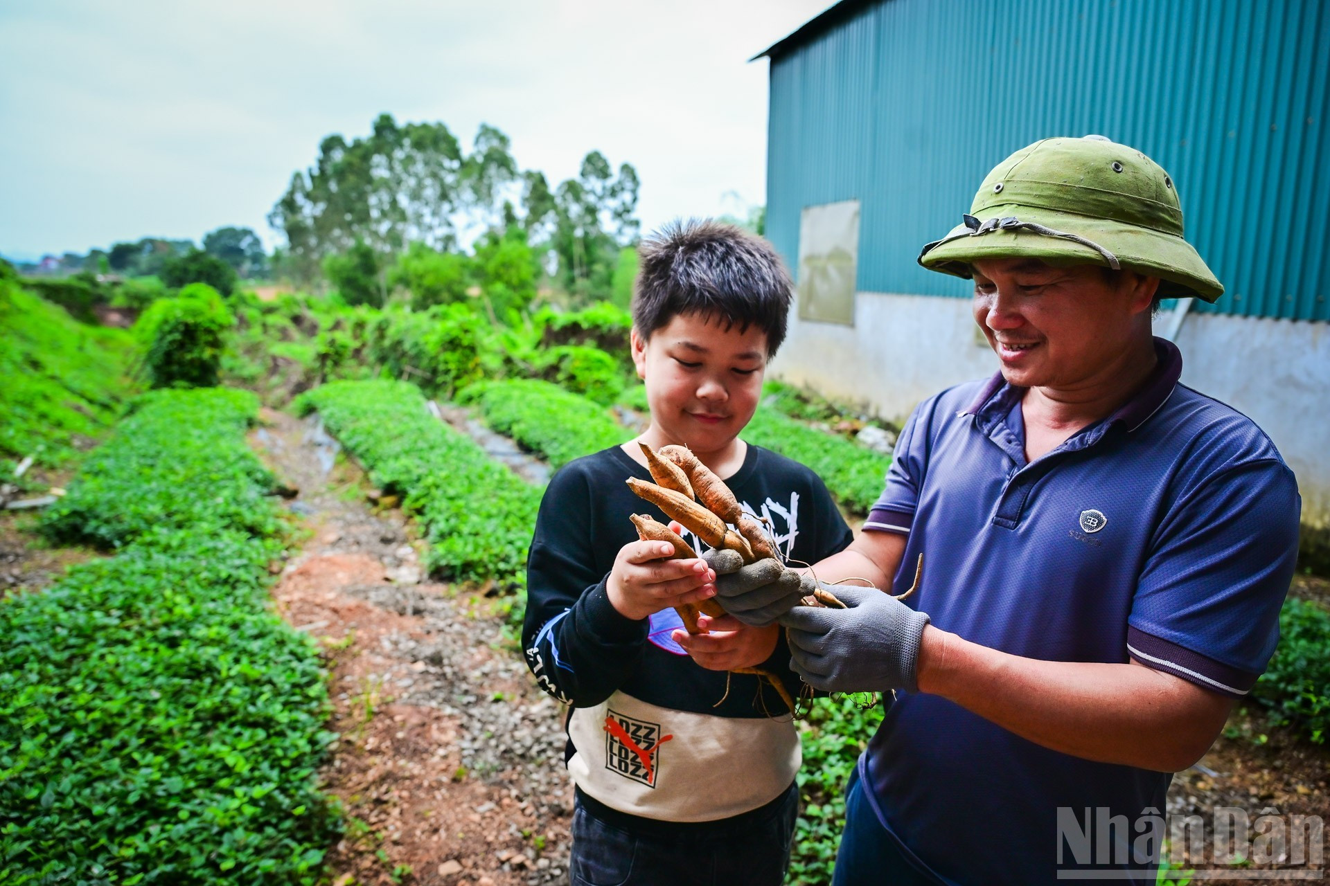 Dans les années 1970, le ginseng Nam du mont Danh avait pratiquement disparu. Ce produit de luxe, autrefois offert aux rois, n’existait plus que dans la mémoire orale des anciens ou les quelques archives oubliées. Il avait presque été effacé de la conscience collective locale.
