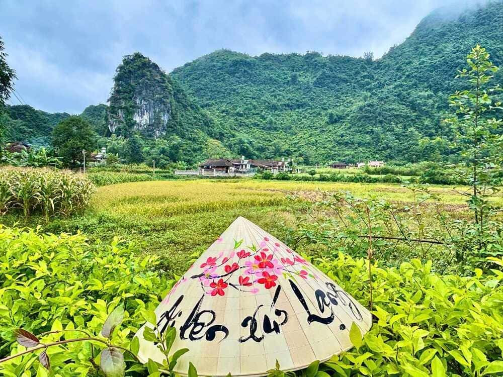 Des rizières dorées au cœur de la vallée du village touristique communautaire de Quynh Son.