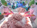 Tri et surgélation de filets de pangasius destinés à l'exportation dans l'usine de la Société par actions Go Dang, située dans l'ancienne province de Tiên Giang. Photo : VNA.