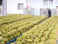 La ville de Dong Nai prévoit d'atteindre une production de 360 000 tonnes de durians d'ici 2030. Photo : VNA. 