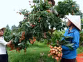 Les recettes issues du litchi et des services connexes dans la province de Bac Ninh ont atteint 9 000 milliards de dôngs en 2026, soit une augmentation d’environ 44,2 % par rapport à 2025. Photo : congthuong.vn