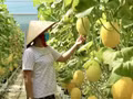 Au cours des quatre premiers mois de l’année 2026, le secteur agricole vietnamien a maintenu une trajectoire de croissance stable. Photo: VNA.