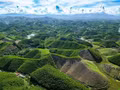Thanh Hoa développe les forêts selon les normes du Conseil de la bonne gestion forestière. Photo : VNA.