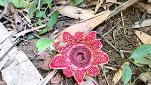 La plante rare Sapria himalayana dans le Parc national de Phong Nha – Ke Bang. Photo : VNA.