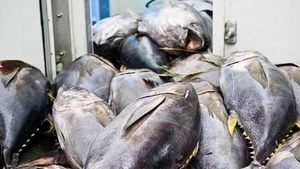 Les exportations de thon vietnamien vers l’Espagne en légère hausse début 2026. Photo : Congthuong.