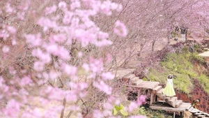 Les cerisiers sauvages de Moc Chau en pleine floraison