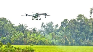 Un drone est utilisé pour pulvériser des pesticides afin de protéger la rizière d'hiver-printemps dans la ville de Cân Tho, dans le delta du Mékong. Photo : VNA.