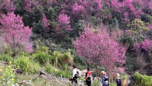 La féerie des fleurs To Day dans les hautes montagnes de Mu Cang Chai