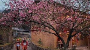 Floraison des cerisiers à Lung Cu (province de Tuyen Quang). Photo : VNA.