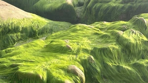 Lam Dong : quand la plage de Co Thach se pare de mousse verte