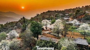 Nam Nghep au cœur de la saison des fleurs de son tra