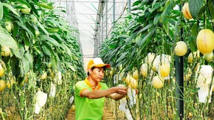 Entretien d’un jardin de melons sous serre à Lam Dong. Photo : NDEL.