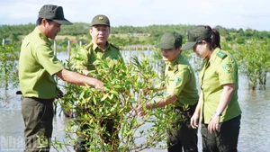 La forêt de mangroves d’O Loan tourne de nouveau ses pousses vers la mer