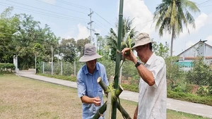 Huynh Công Ly (chemise blanche) et sa famille perpétuent la tradition d’ériger le mât rituel depuis plus de 50 ans. Photo : Thanhnien.