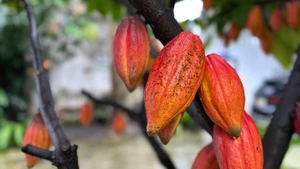 Une des précieuses variétés de cacao, conservée à la société par actions de cacao et de chocolat Azzan dans le quartier de Buon Ma Thuot, province de Dak Lak. Photo : VNA.