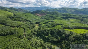 Les forêts du hameau 3, commune de Tien An, district de Tien Phuoc, province de Quang Nam (ancienne), aujourd’hui commune de Thanh Binh (Da Nang). Photo : Nhân Dân.
