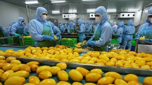 Transformation de mangues à l'exportation. Photo: VNA.